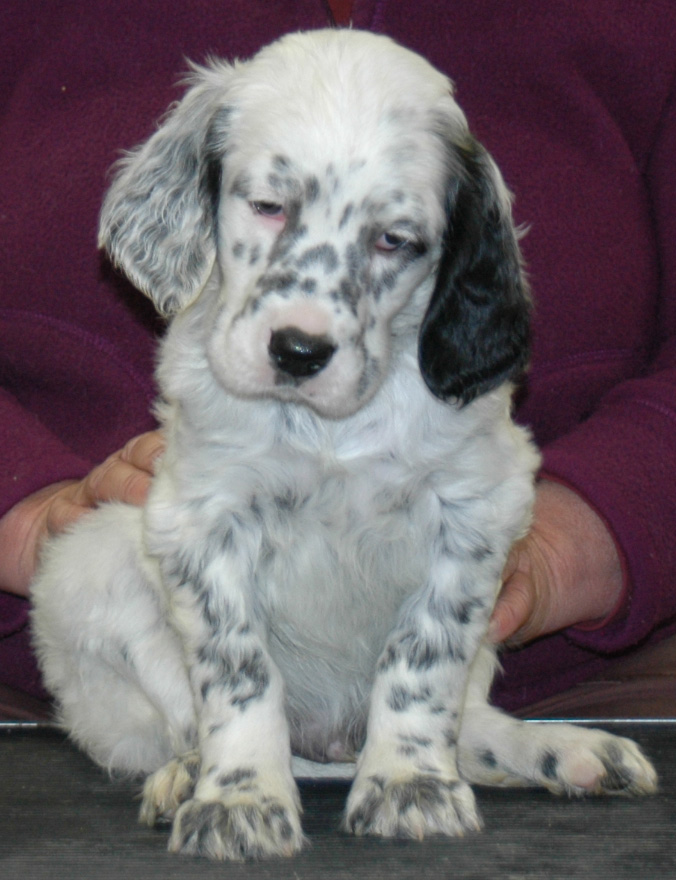 Decoverly english setters