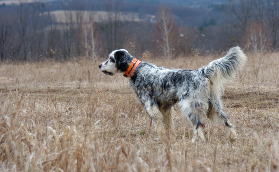 Decoverly English Setters